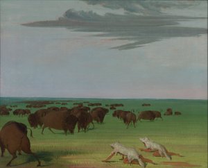 Buffalo Hunt suden ihonaamion alla, 1832-1833. tekijältä George Catlin