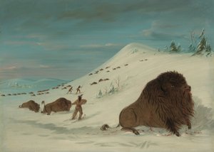 Buffalo Lancing in the Snow Drifs - Sioux, 18611869. tekijältä George Catlin