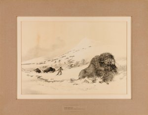 Kuoleva puhveli - nro 17 tekijältä George Catlin