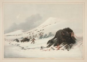 Dying Buffalo Bull, Snow Drift, pl. 17 Pohjois-Amerikan intiaaniportfoliosta tekijältä George Catlin