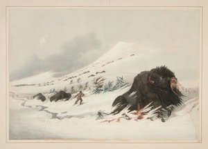 Kuoleva biisonihärkä lumikinoksessa, taulu 17 teoksesta North American Indian Portfolio tekijältä George Catlin