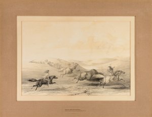 Intiaanit metsästämässä puhvelia - nro 29. tekijältä George Catlin