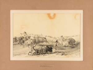 Intiaanit metsästämässä puhvelia - nro 7. tekijältä George Catlin