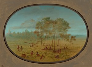 Kiowan intiaanit keräävät villirypäleitä, 18611869. tekijältä George Catlin