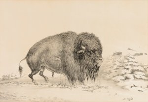 Vakavasti haavoittunut puhveli - nro 16. tekijältä George Catlin