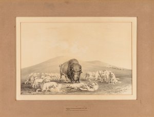 Valkoiset sudet hyökkäävät vanhan Buffalon kimppuun - nro 10. tekijältä George Catlin
