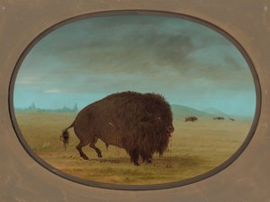 Haavoittunut Buffalo Bull, 18611869. tekijältä George Catlin