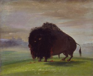 Haavoittunut puhveli, joka vuodattaa vertaan preerioilla tekijältä George Catlin