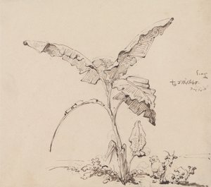 Vuohet banaanipuun alla tekijältä George Chinnery