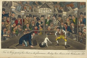 "Tom ja Jerry urheilevat suorastaan ilmiötä Monkey,Jacco,Maccaco, Westminsterin kaivossa". Koirataistelu, "Life in London, etc.", Pierce Egan tekijältä George Cruikshank