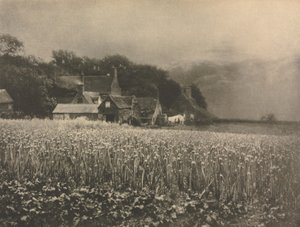 Kameratyö: Sipulikenttä - 1890