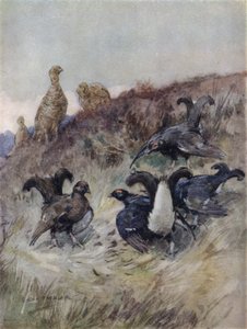 Kuvitus kirjaan The Story of a Red Deer (väri litho) tekijältä George Denholm Armour