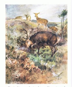 Upota suuret sarvinsa maahan hän repi sen irti (väri litho) tekijältä George Denholm Armour