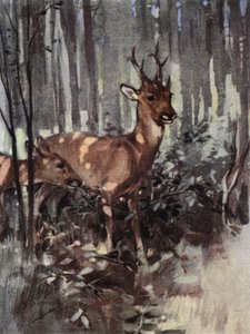 Mäti pysyy metsässä (väri lito)