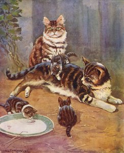 Nell oli kaunis tabby (värilitho).