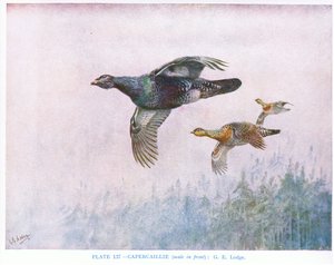 Metso (uros edessä), kuvitus Kirkman  Jourdainin teoksesta 