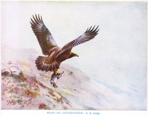 Kultakotka, kuvitus Kirkman  Jourdainin teoksesta 