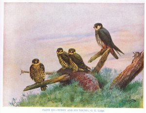 Hobby ja nuori, kuvitus Kirkman  Jourdainin teoksesta 