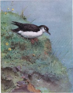 Manx Shearwater (litografia) tekijältä George Edward Lodge