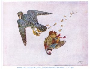 Muuttohaukka ja punajalkaviklo, kuvitus Kirkman  Jourdainin teoksesta 