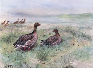 Vaaleanpunaiset hanhet (litografia) tekijältä George Edward Lodge