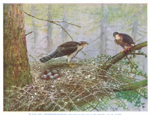 Varpushaukka, kuvitus Kirkman  Jourdainin teoksesta 