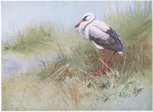 Valkoinen haikara (litografia) tekijältä George Edward Lodge