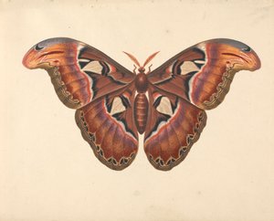 Atlas Moth tekijältä George Edwards