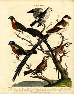 Buntingit (Emberiza)