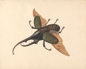 Hercules Beetle tekijältä George Edwards