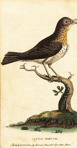 Pieni sammas, Turdus minor., 1800 (kaiverrus) tekijältä George Edwards