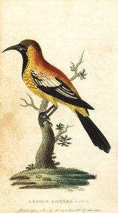 Oriole mustarastas, Gymnomystax mexicanus. ,1800 (kaiverrus) tekijältä George Edwards