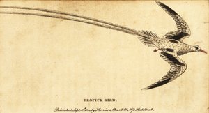 Punanokkainen trooppinen lintu, Phaethon aethereus., 1800 (kaiverrus) tekijältä George Edwards