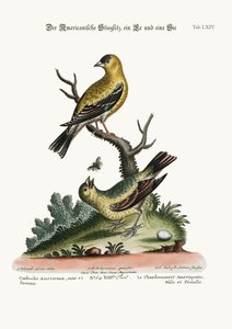 American Goldfinch, kukko ja kana, 1749-73 tekijältä George Edwards