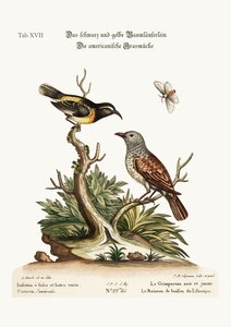 Musta ja keltainen Creeper. American Hedge-Sparrow, 1749-73