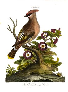 Amerikan harmaakielekurppa (Ampelis)