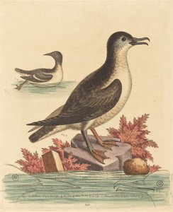 Guillemot ja Mansaaren Puffin tekijältä George Edwards