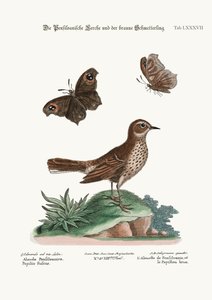 The Lark Pennsylvaniasta ja Brown Butterfly, 1749-73 tekijältä George Edwards