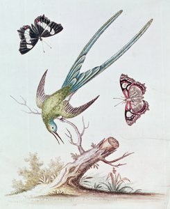Pitkähäntäkolibri, 1742 tekijältä George Edwards