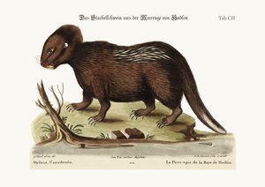 Porcupine Hudson