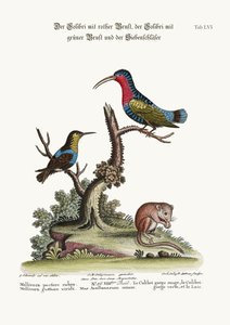 Punarintakolibri, vihreäkurkkukolibri ja makuuhiiri, 1749-73