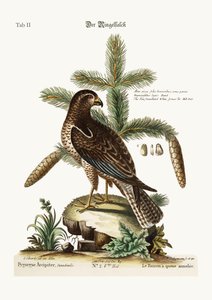 Ring-tailed Hawk, 1749-73