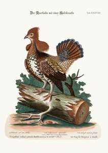 Ruffed Heath-Cock tai Grous, 1749-73