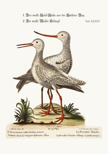 Valkoinen Godwit Hudson
