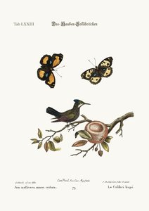 Harjainen Hummingbird, 1749-73