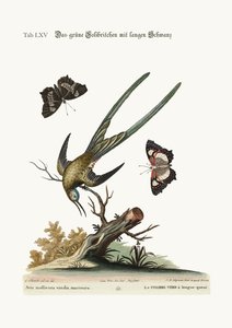 Pitkähäntäinen vihreä kolibri, 1749-73