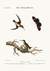 Punakurkku Hummingbird, 1749-73