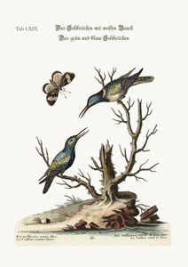 Valkovatsainen Hummingbird. Vihreä ja sininen Hummingbird, 1749-73