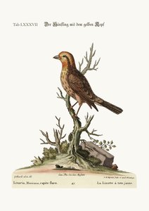 Keltapäinen Linnet, 1749-73