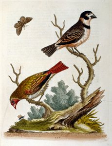 Vesivärikuvitus G Edwardsin harvinaisia lintuja käsittelevästä kirjasta 1750. George Edwards (1694-1773) oli brittiläinen luonnontieteilijä ja ornitologi. Hän matkusti laajalti Euroopassa ja tutki luonnonhistoriaa ja erityisesti lintuja. Hän saavutti jonki